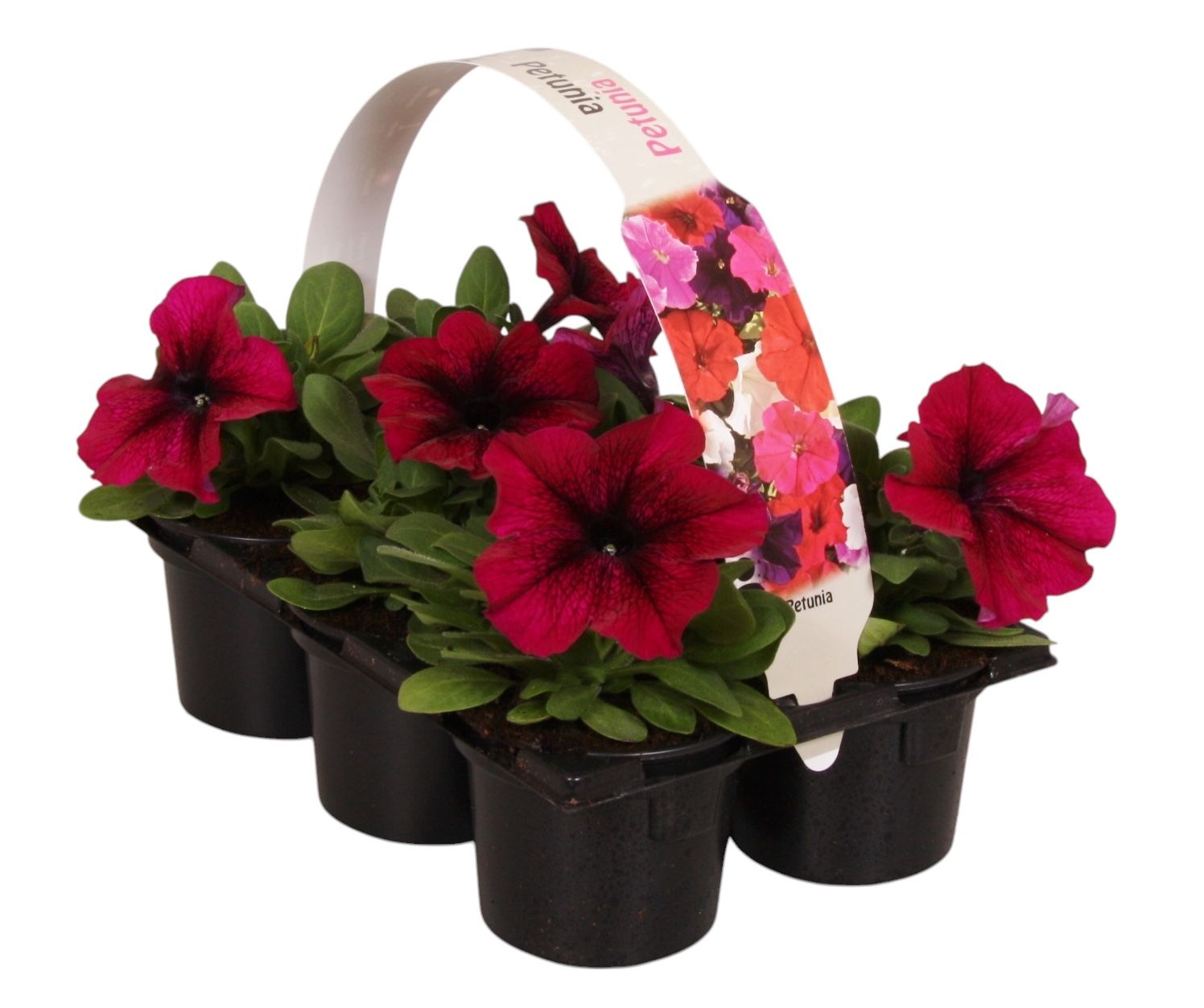 Petunia Purple 15cm 9cm Pot