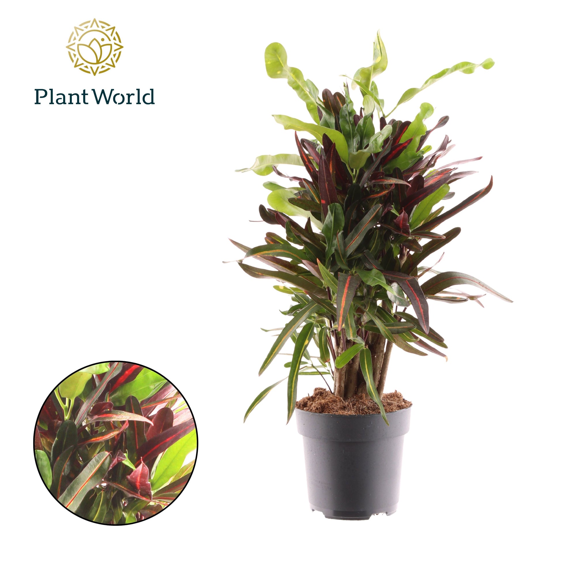 Codiaeum Mammi 60cm 17cm Pot