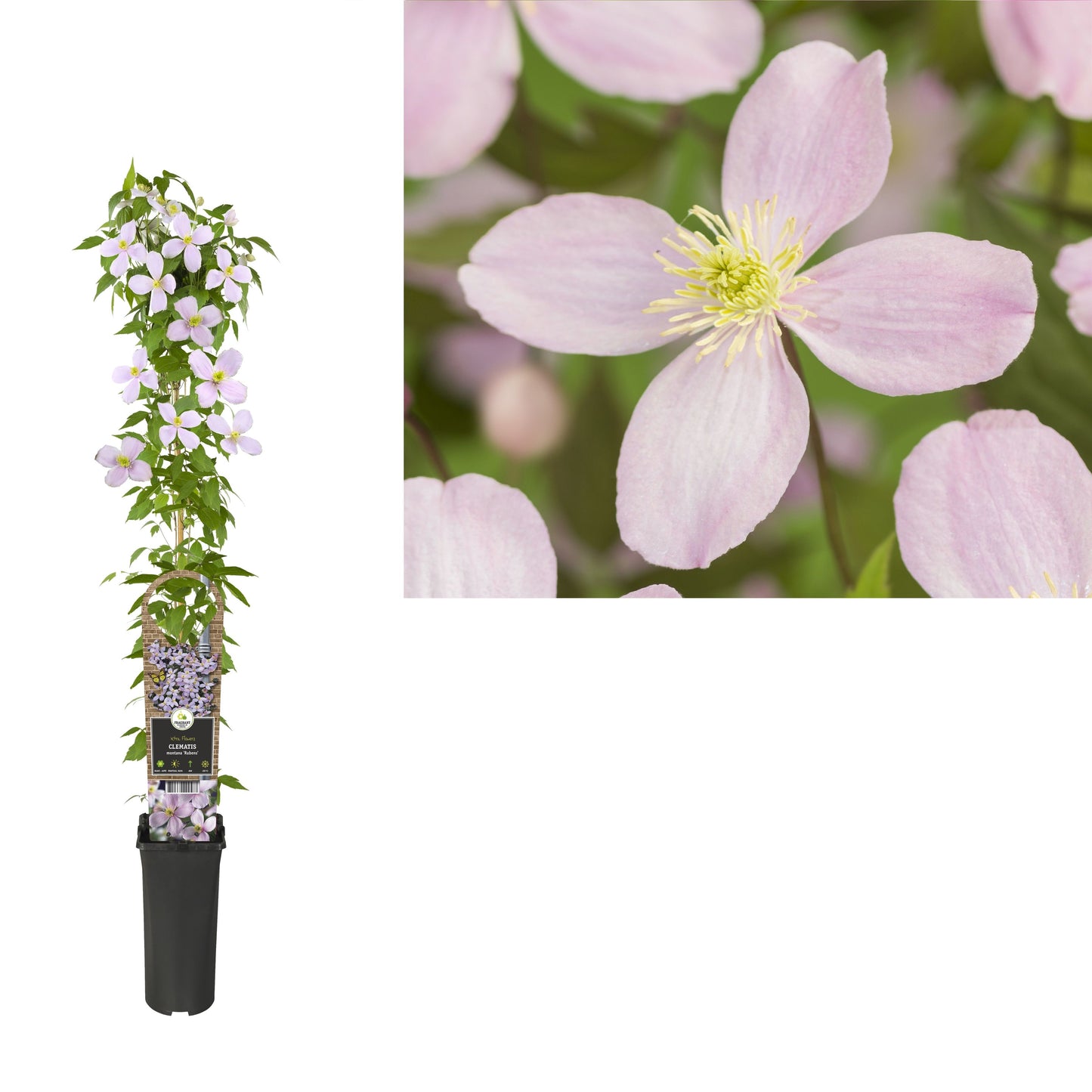 Clematis montana Rubens 95cm 17cm Pot