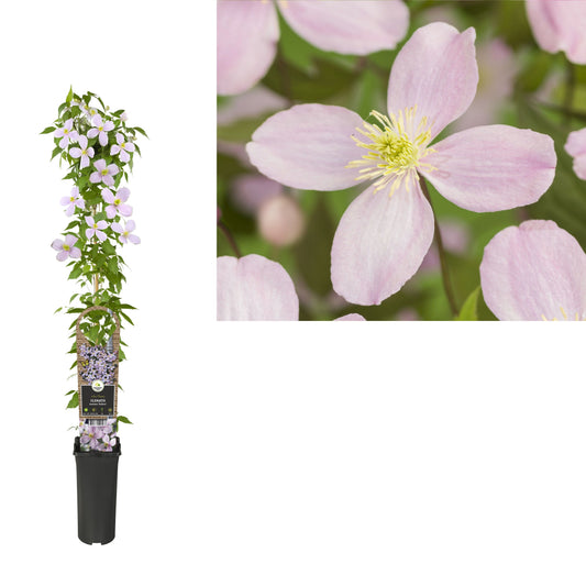 Clematis montana Rubens 95cm 17cm Pot