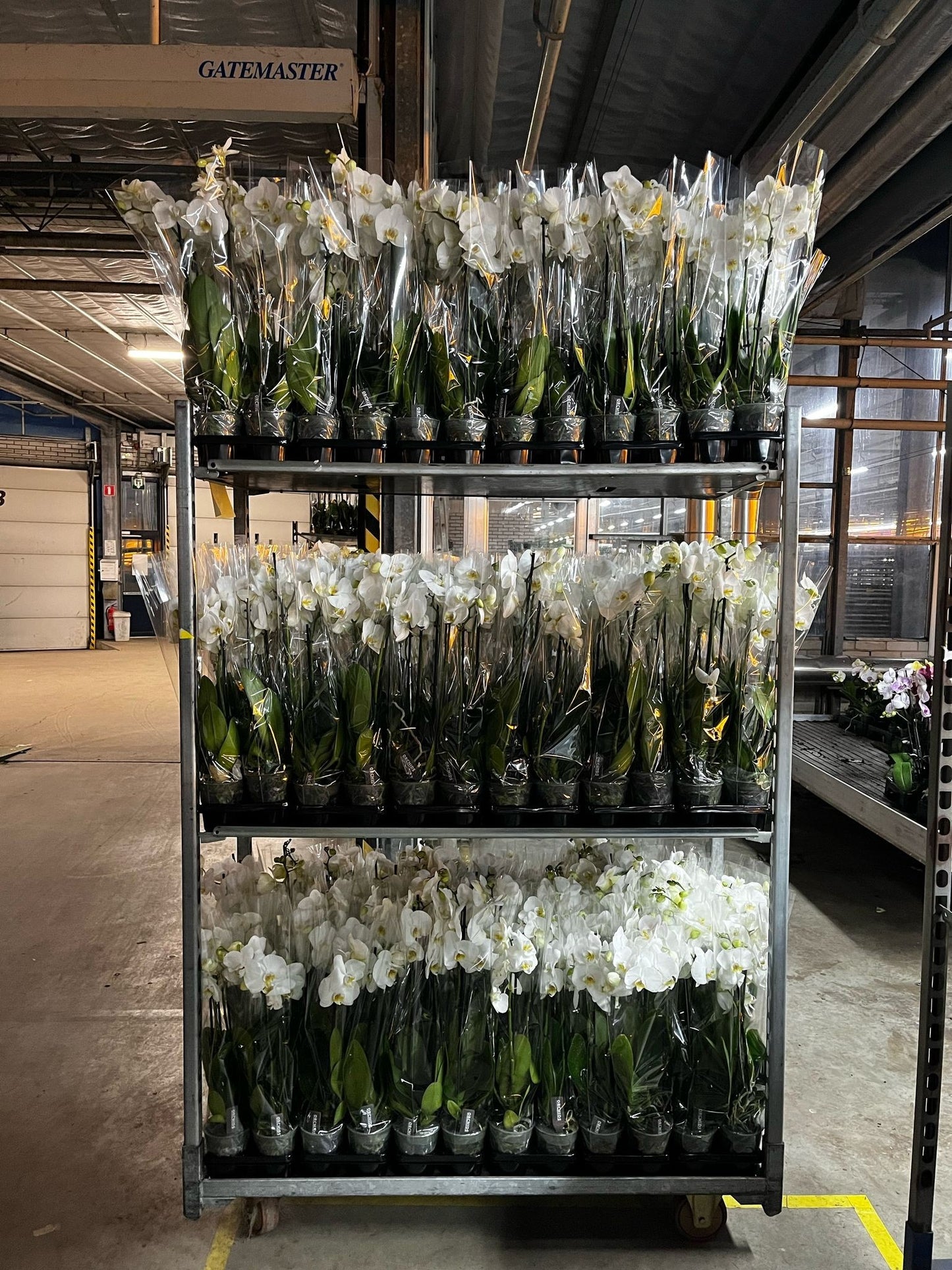 Phalaenopsis White A2 65cm 12cm Pot