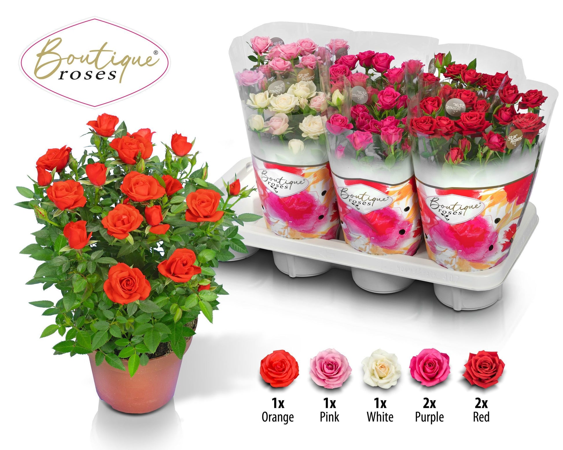 Rosa Boutique Roses mix 30cm 14cm Pot