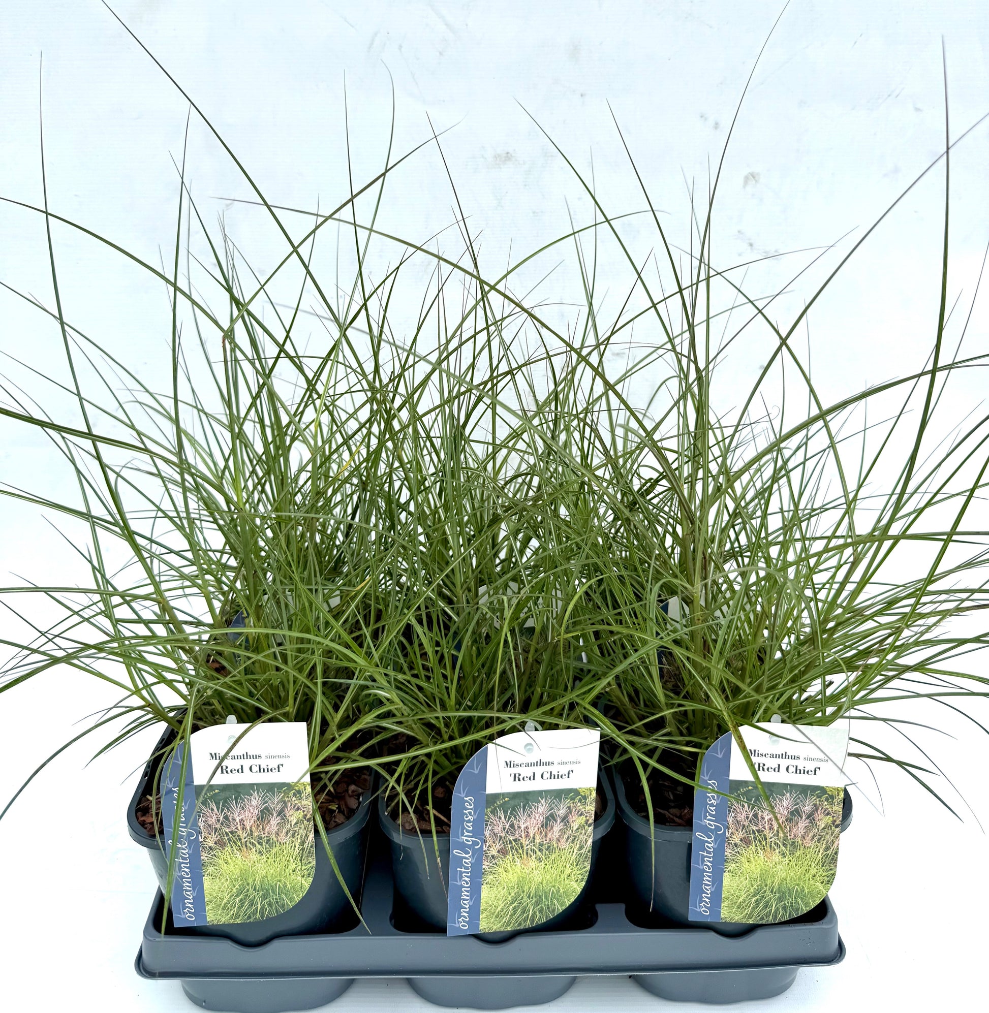 Miscanthus sinensis Red Chief 15cm 17cm Pot