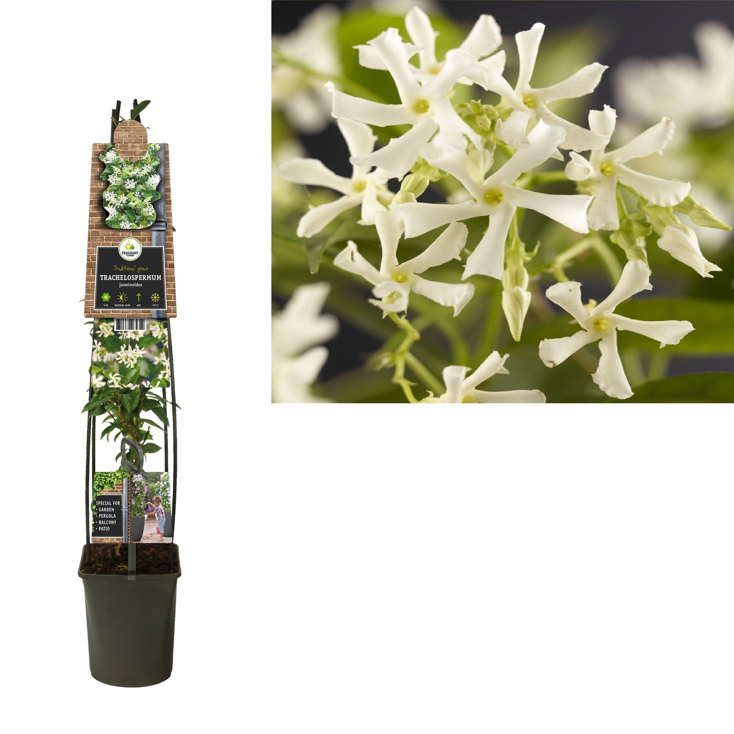 Trachelospermum jasminoides 115cm 23cm Pot