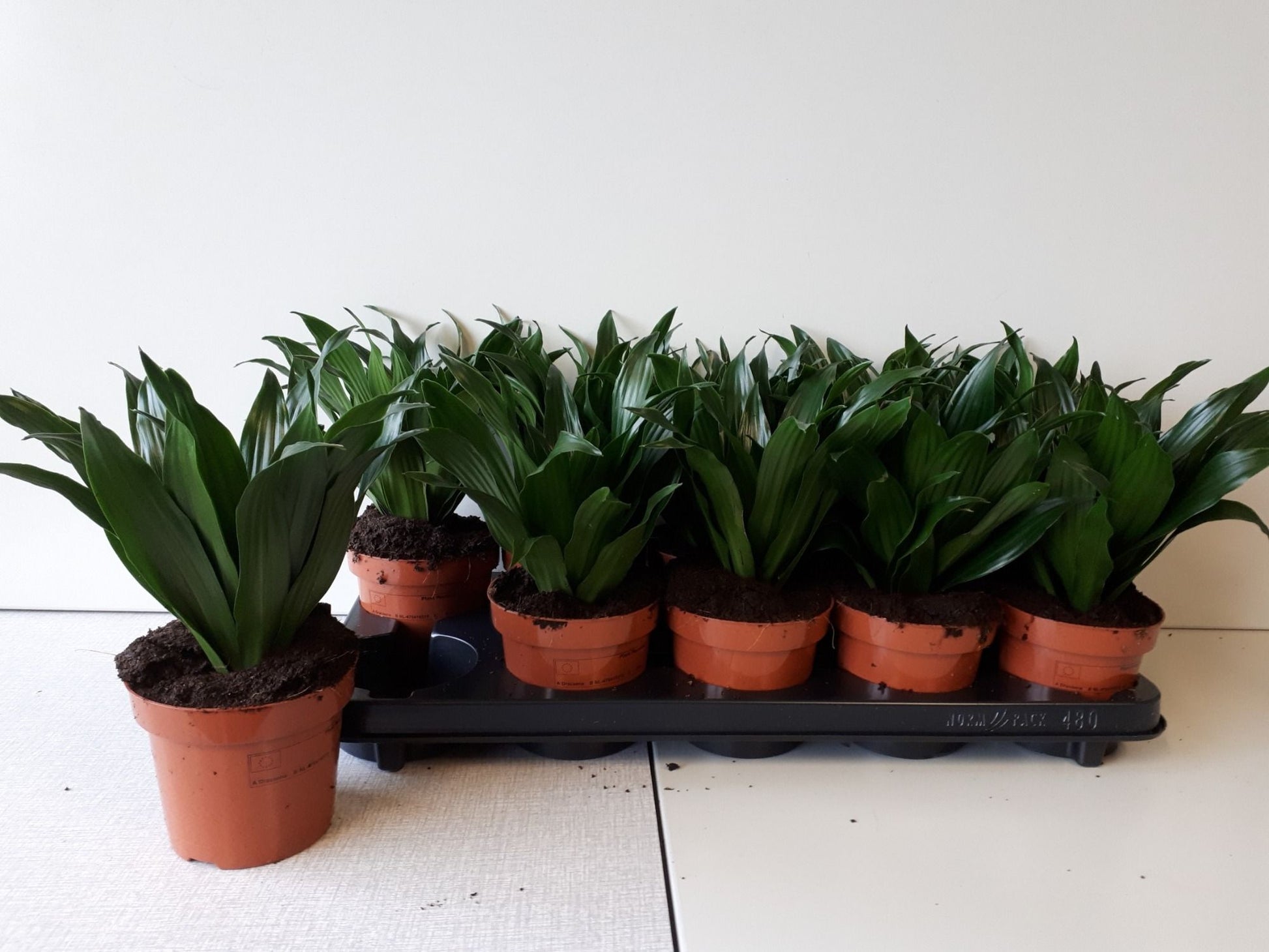 Dracaena fragrans Compacta 25cm 12cm Pot