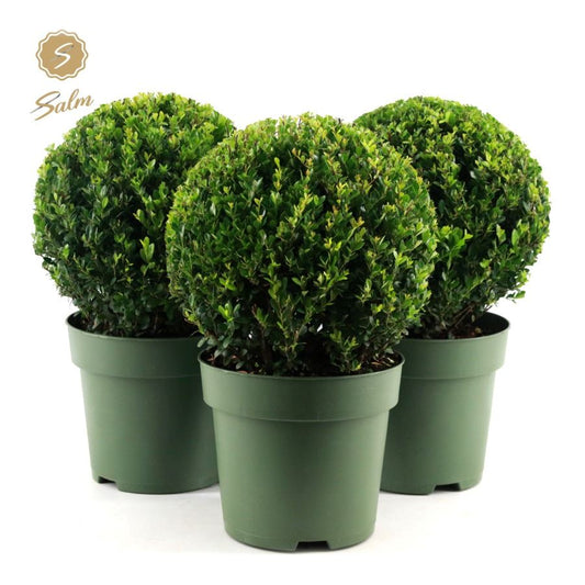 Ilex crenata Jenny 45cm 24cm Pot