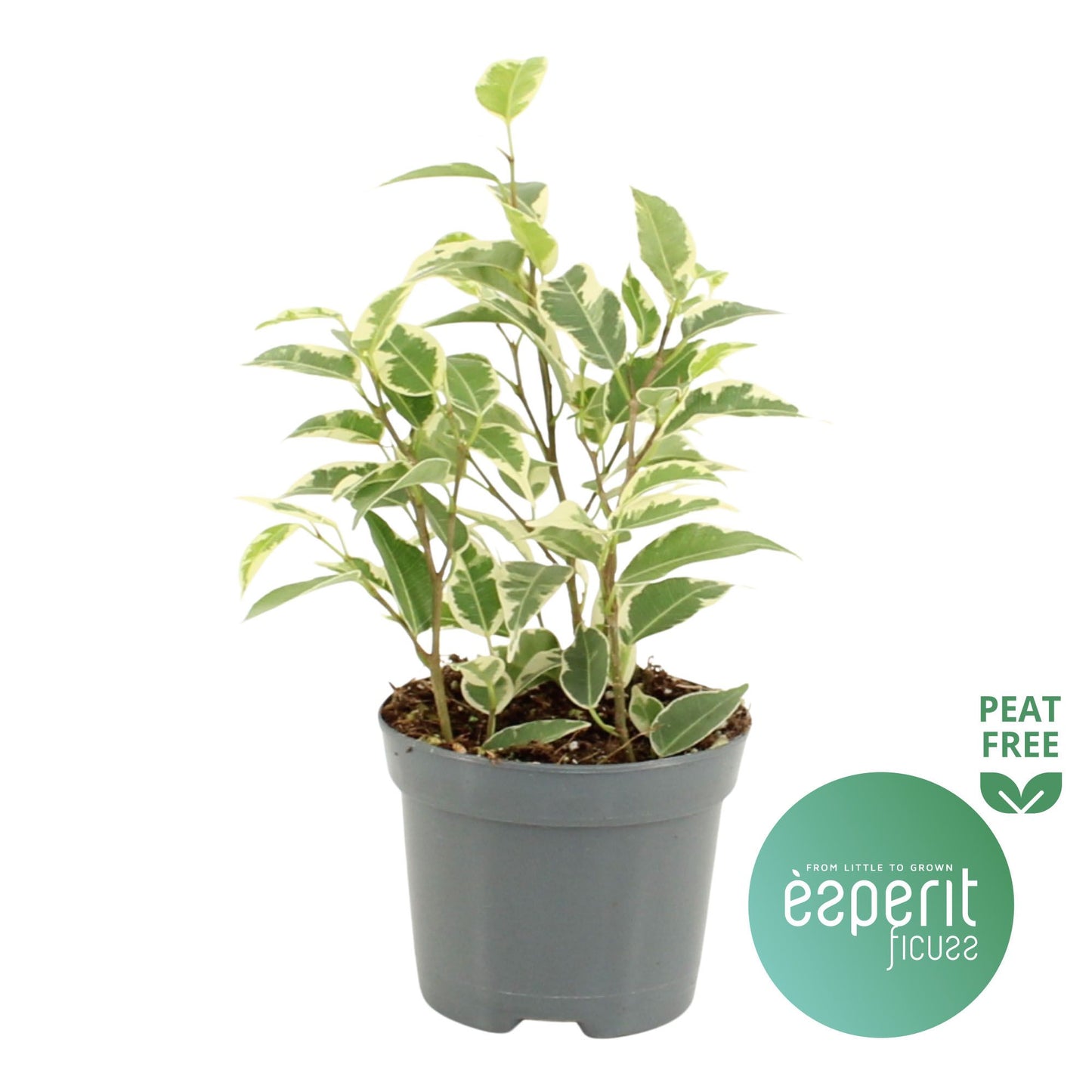 Ficus benj. Petit Samantha 20cm Special Pot (508)