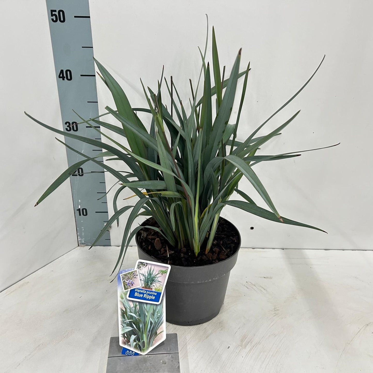 Dianella Blue Stream 30cm 19cm Pot