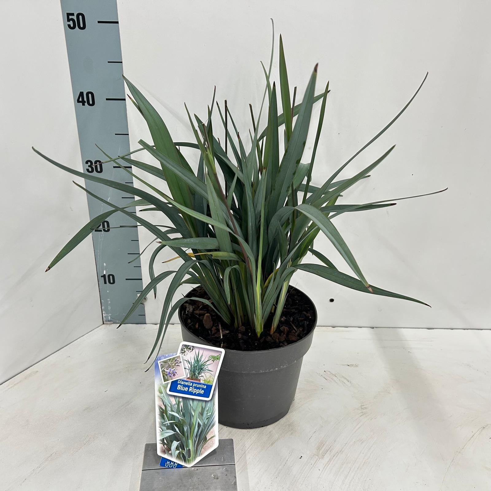 Dianella Blue Stream 30cm 19cm Pot