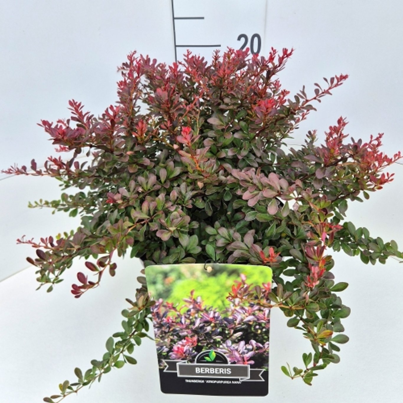 Berberis thun. Atropurpurea Nana 50cm 28cm Pot