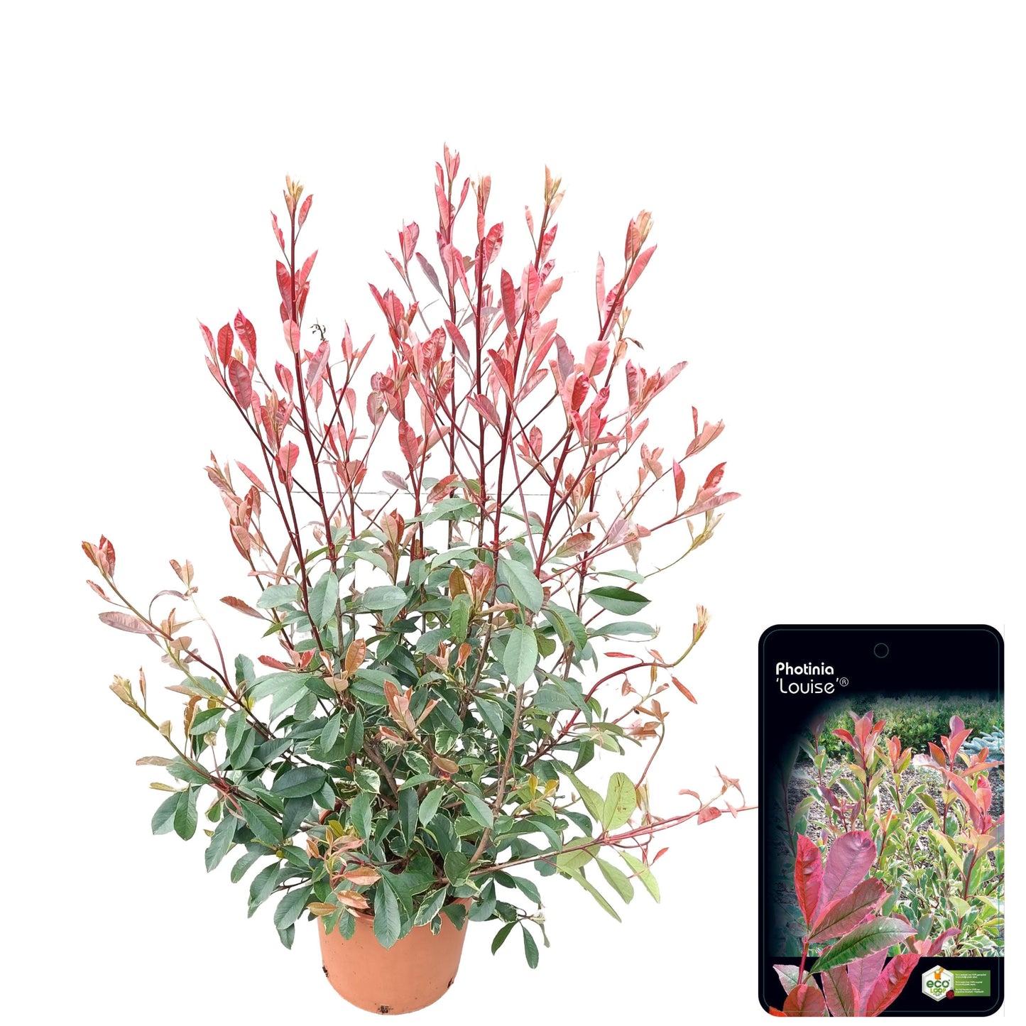 Photinia Louise 80cm 28cm Pot