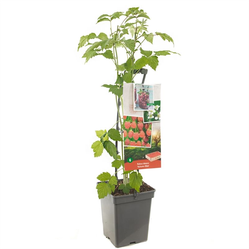 Rubus id. Autumn Bliss 65cm 18cm Pot