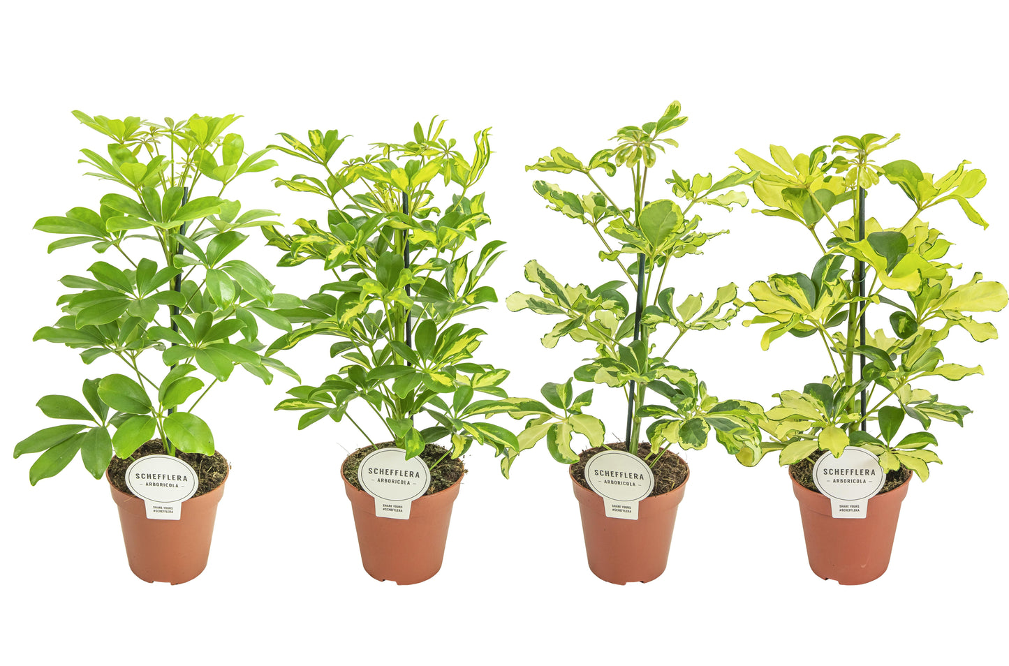 Schefflera mix 45cm 13cm Pot
