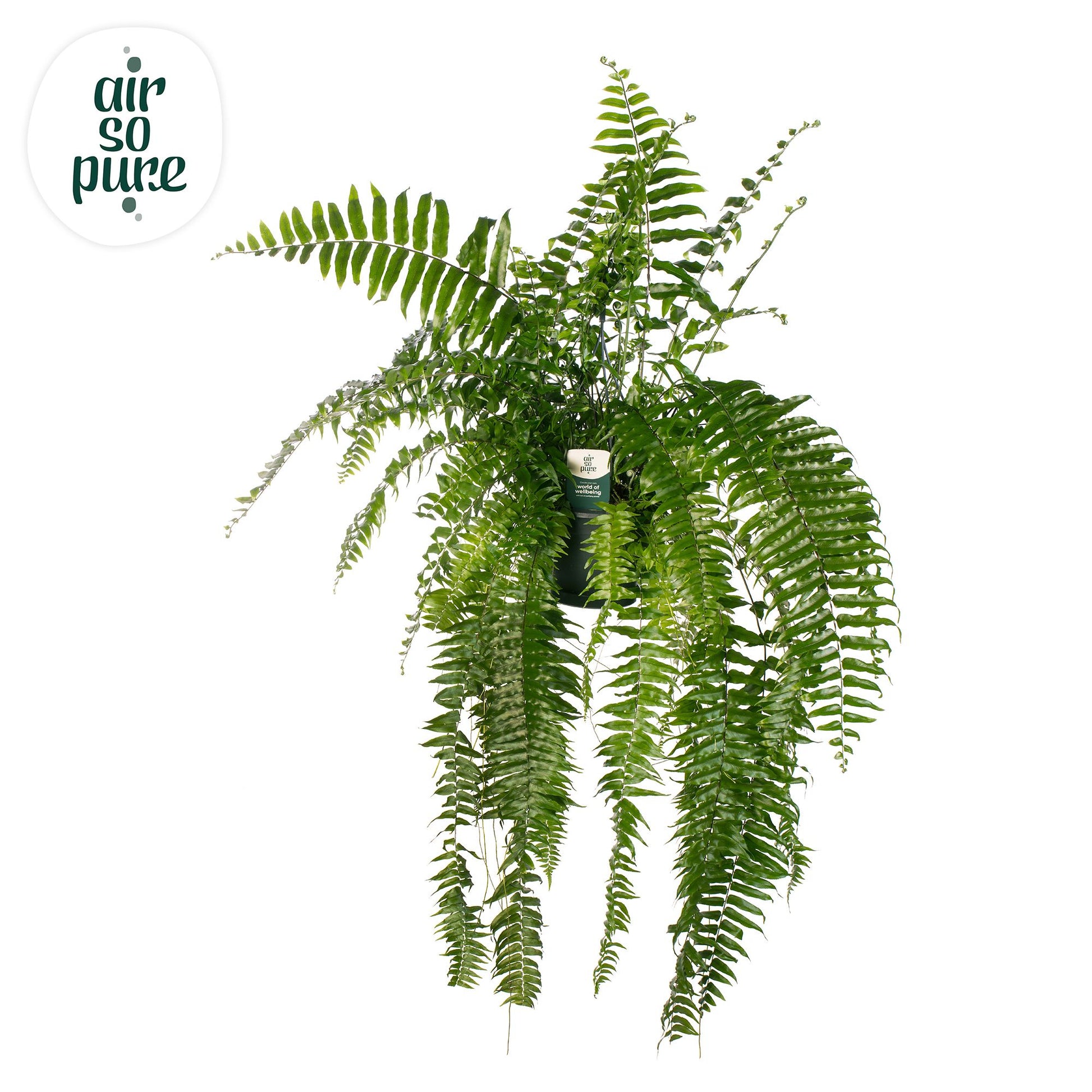 Nephrolepis Macho 100cm 20cm Pot