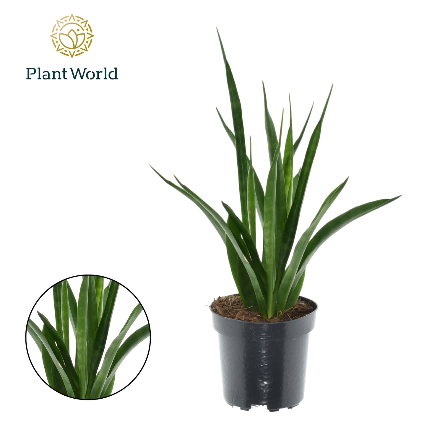 Sansevieria kirkii Friends 35cm 510cm Pot