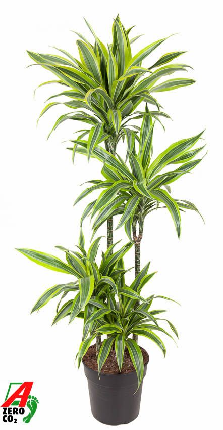 Dracaena fragrans Lemon Lime 90-60-30-15 140cm 27cm Pot