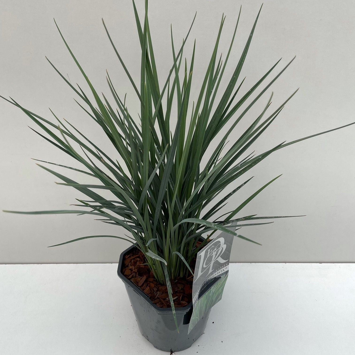 Dianella Revoluta Coolvista 30cm 17cm Pot