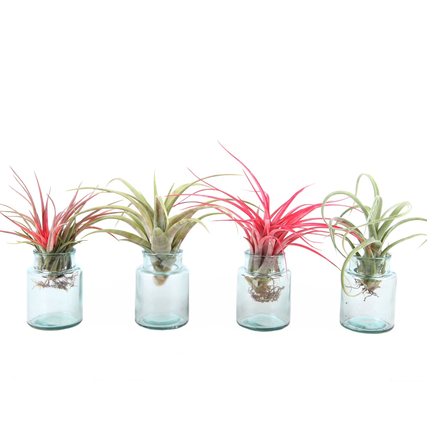 Tillandsia Airplant in glas 15cm 7cm Pot