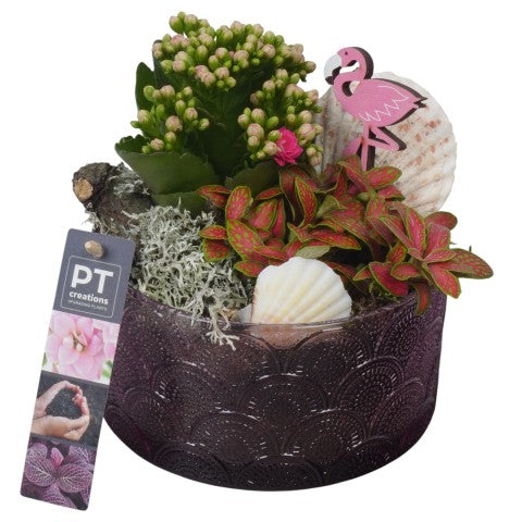 PTSUT8901 Arrangementen kamerplanten 18cm 15cm Pot