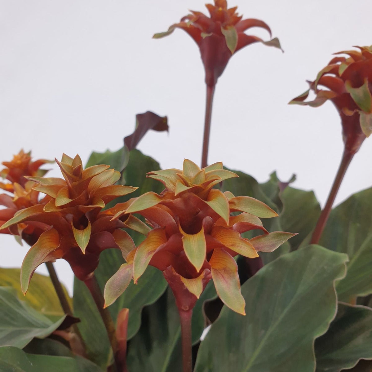 Calathea crocata Maravida 35cm 14cm Pot