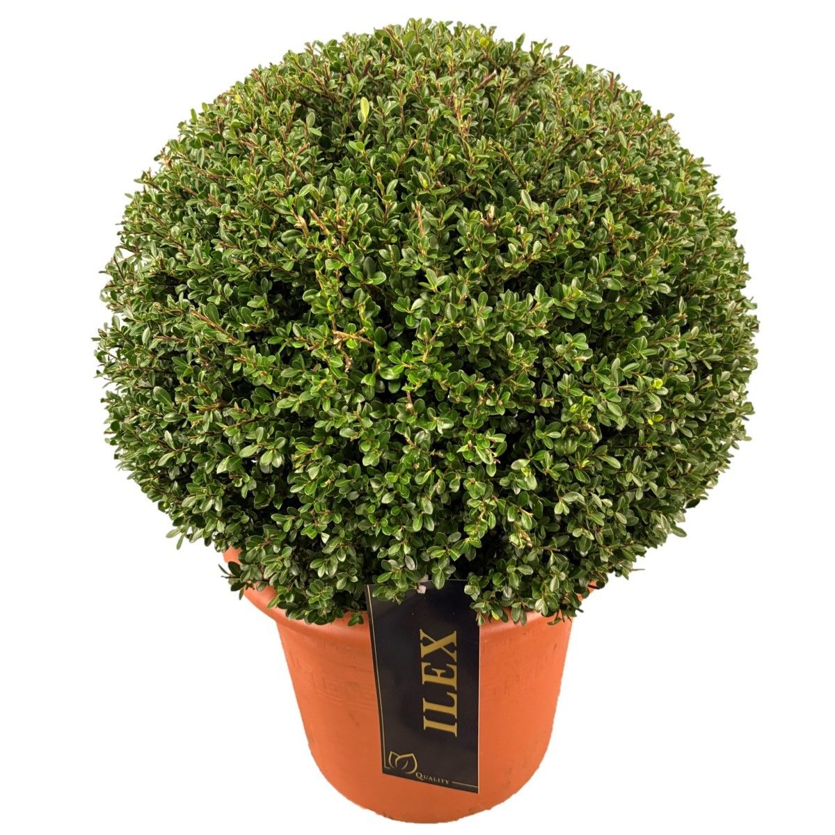 Ilex crenata 40cm 30cm Pot