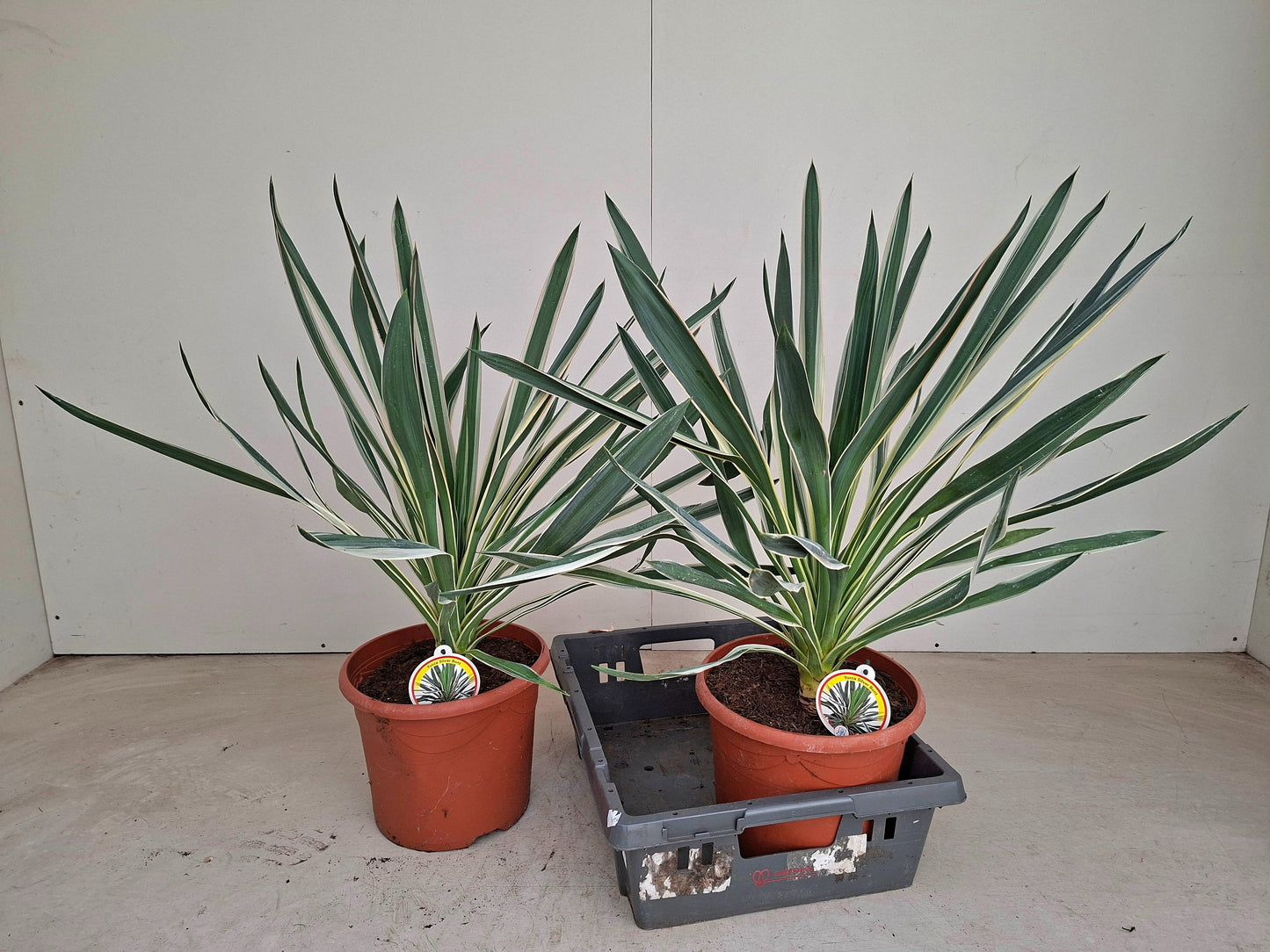 Yucca glor. Variegata 70cm 26cm Pot
