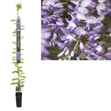 Wisteria sin. Prolific 210cm 23cm Pot