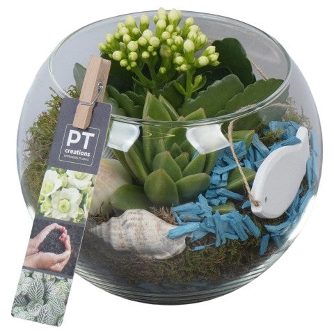 PTSUT8906 Arrangementen kamerplanten 16cm 16cm Pot
