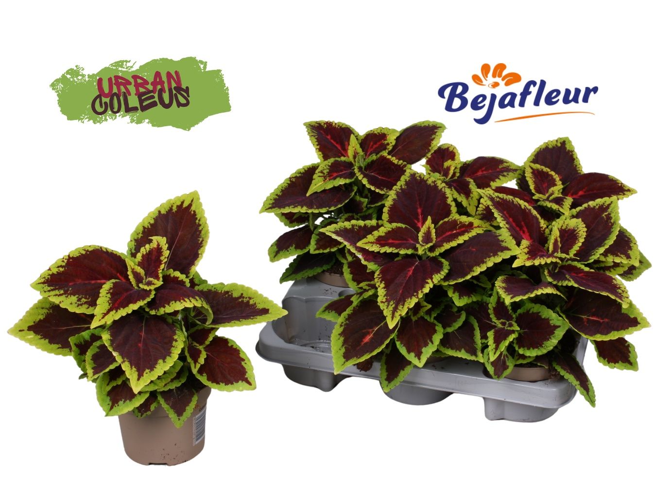 Coleus blu. Main Street Alligator Alley 25cm 12cm Pot