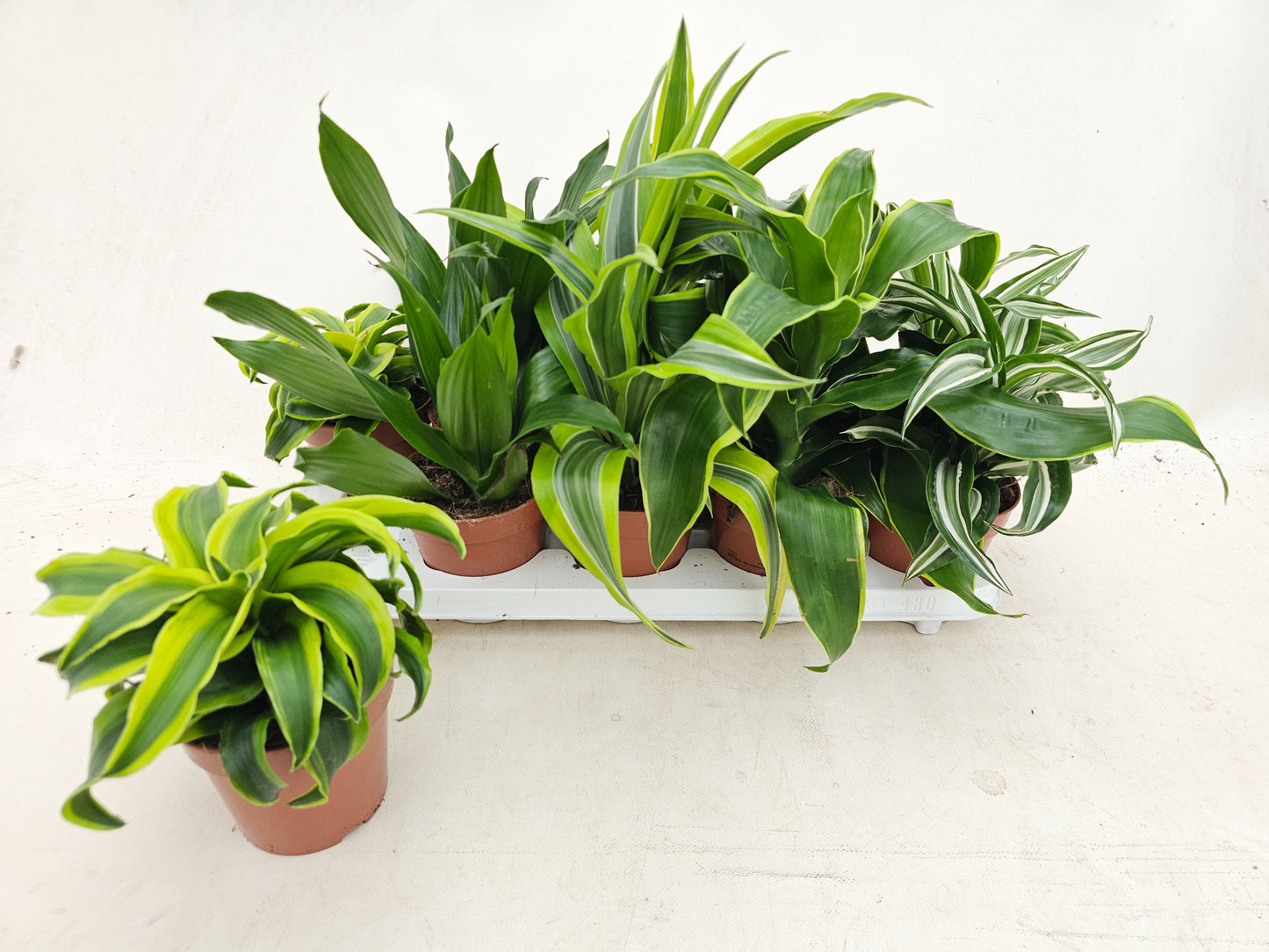 Plaats BV, Dracaenakw. De Dracaena mix Pack of 10