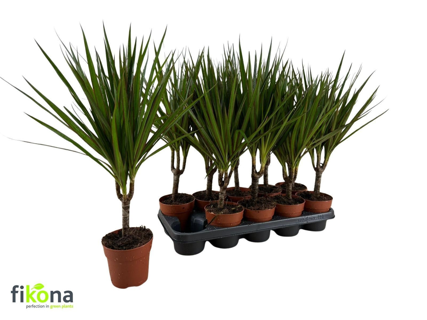 Dracaena marginata 47cm 12cm Pot