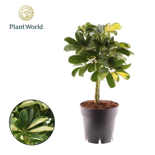 Schefflera Gold Capella 50cm 14cm Pot