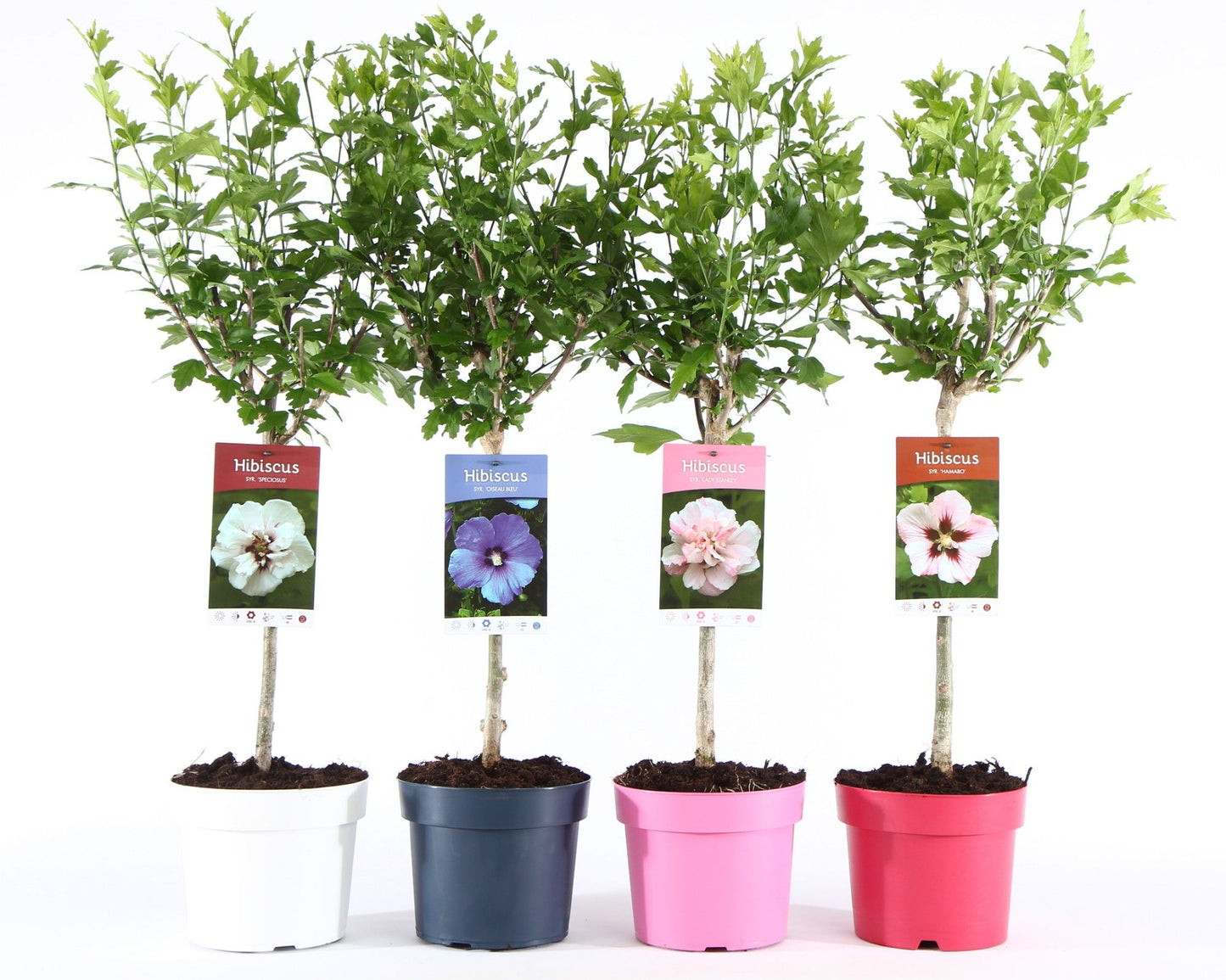 Hibiscus syriacus mix 95cm 19cm Pot