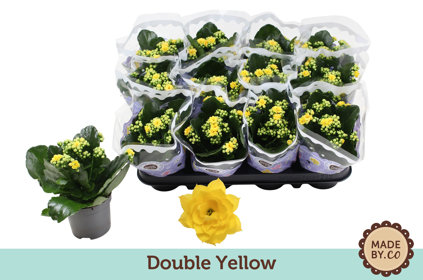 Kalanchoe Rosalina Don Amarillo 19cm 9cm Pot