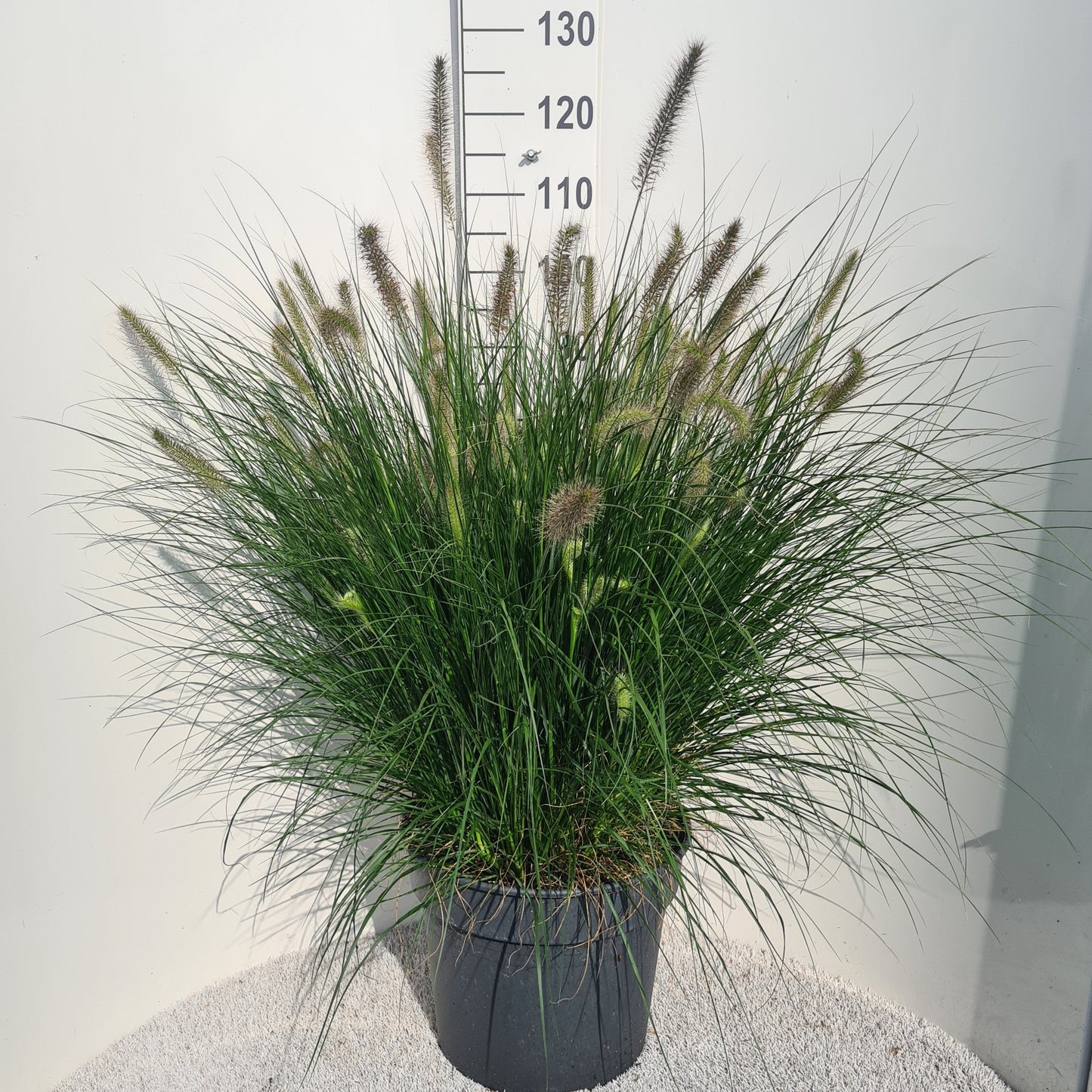 Pennisetum Hameln 50cm 40cm Pot