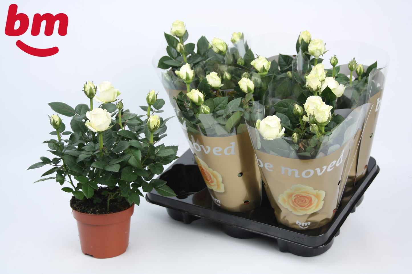 Rosa Beau Monde white 28cm 12cm Pot