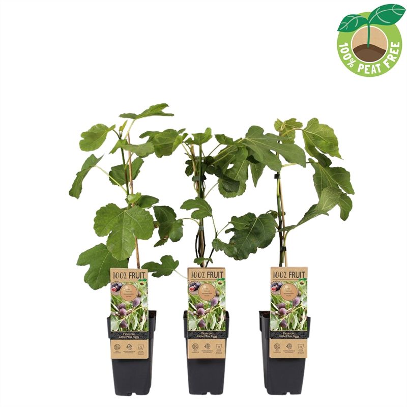 Ficus carica ("Fig")  Little Miss Figgy 50cm 15cm Pot