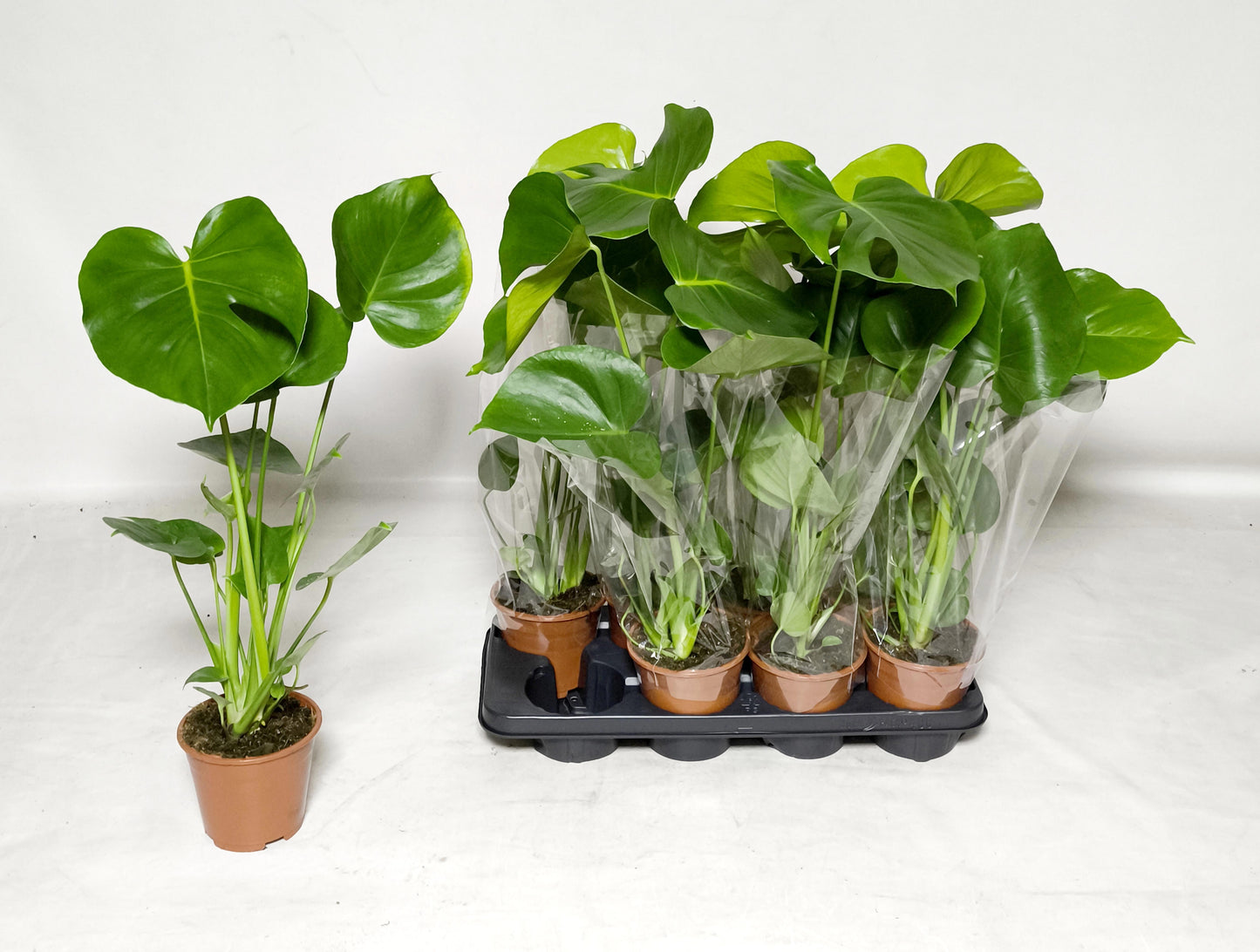 Monstera deliciosa 60cm 14cm Pot