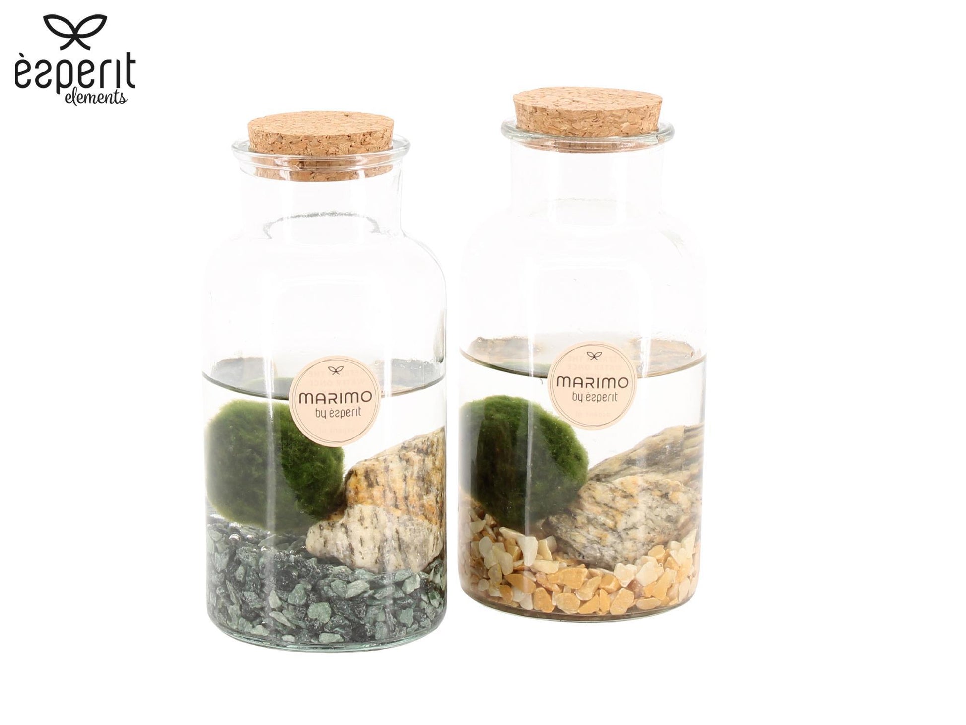 Marimo moss ball in glass 16cm 8cm Pot