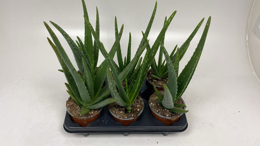 Aloe vera 30cm 12cm Pot