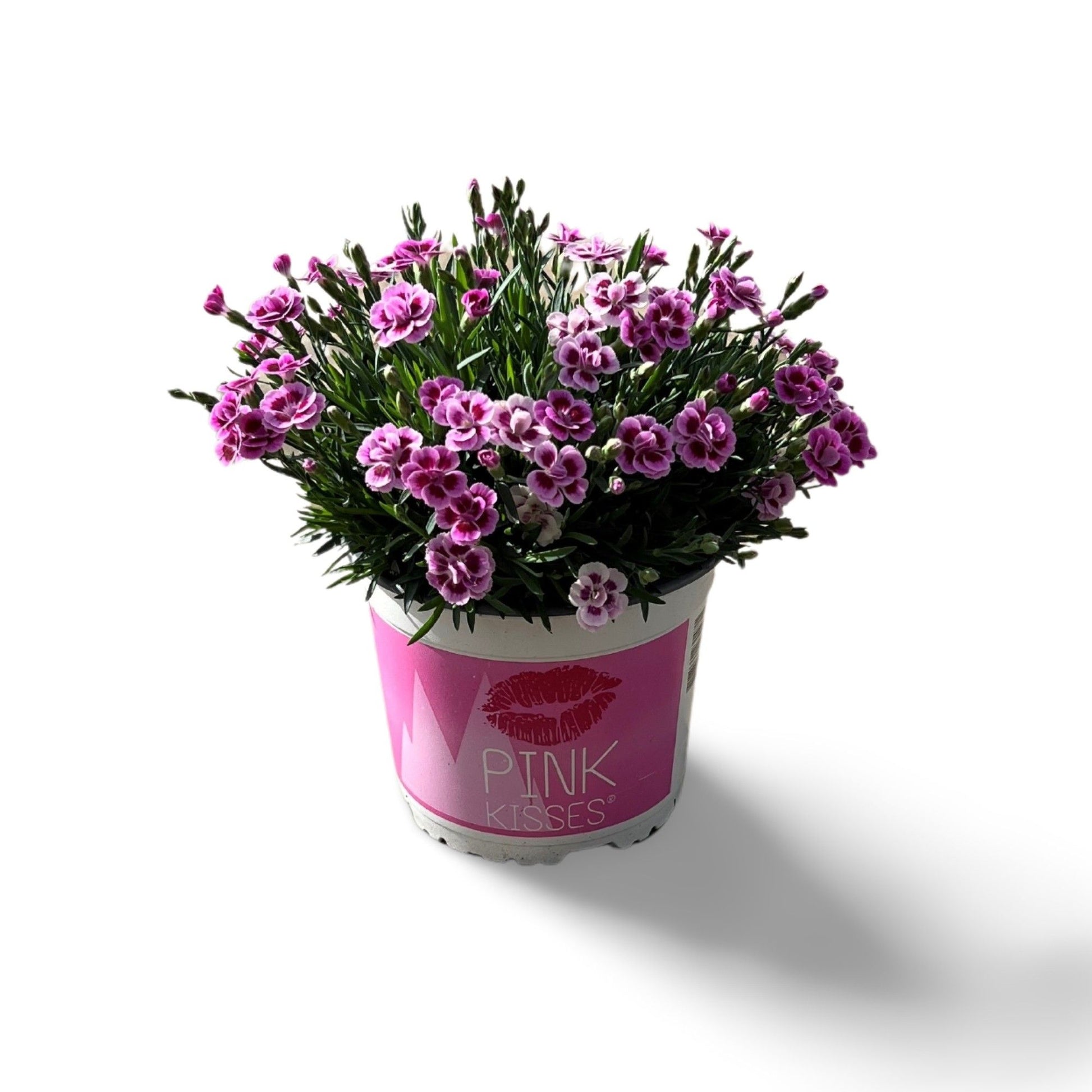 Dianthus Pink Kisses 40cm 17cm Pot