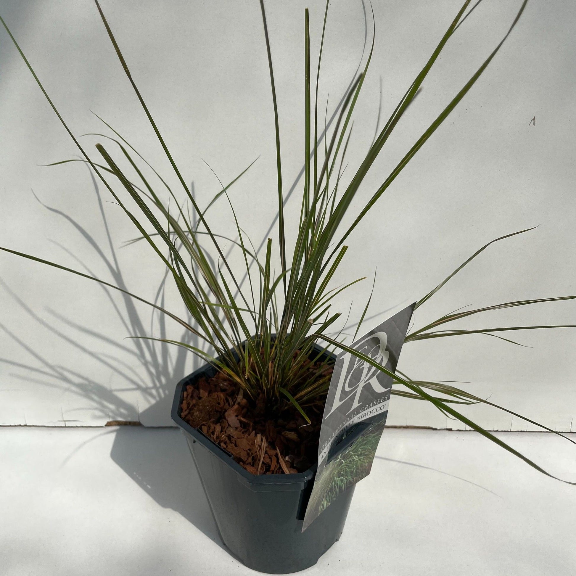 Anemanthele Sirocco 40cm 17cm Pot