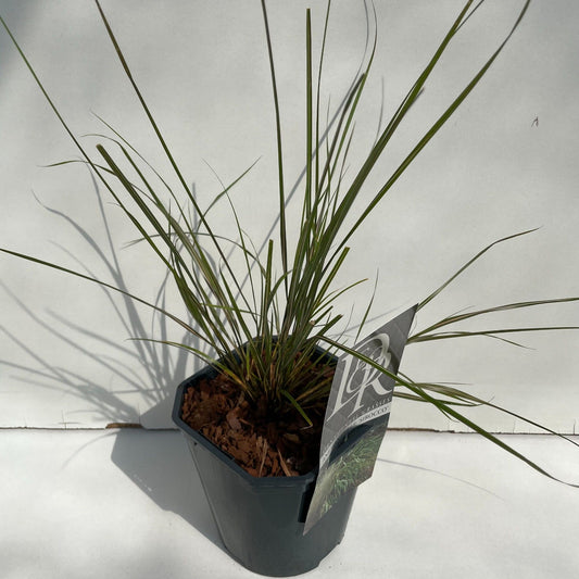 Anemanthele Sirocco 40cm 17cm Pot