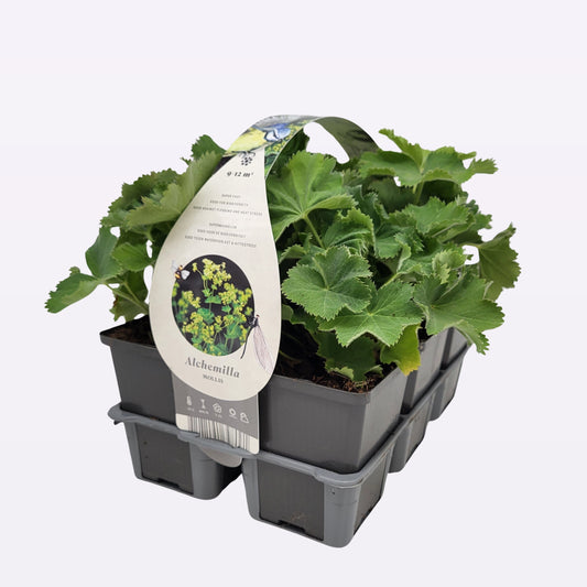 Alchemilla mollis 10cm 9cm Pot