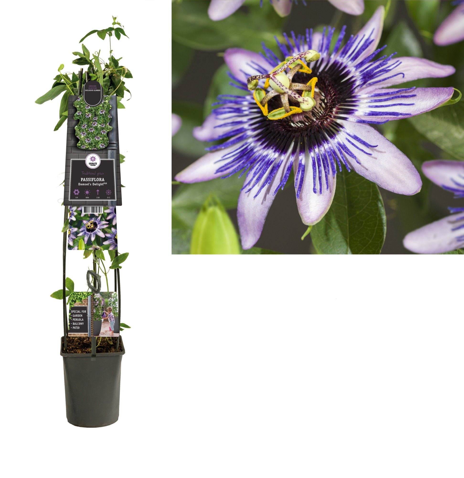 Passiflora Damsel's Delight 115cm 23cm Pot