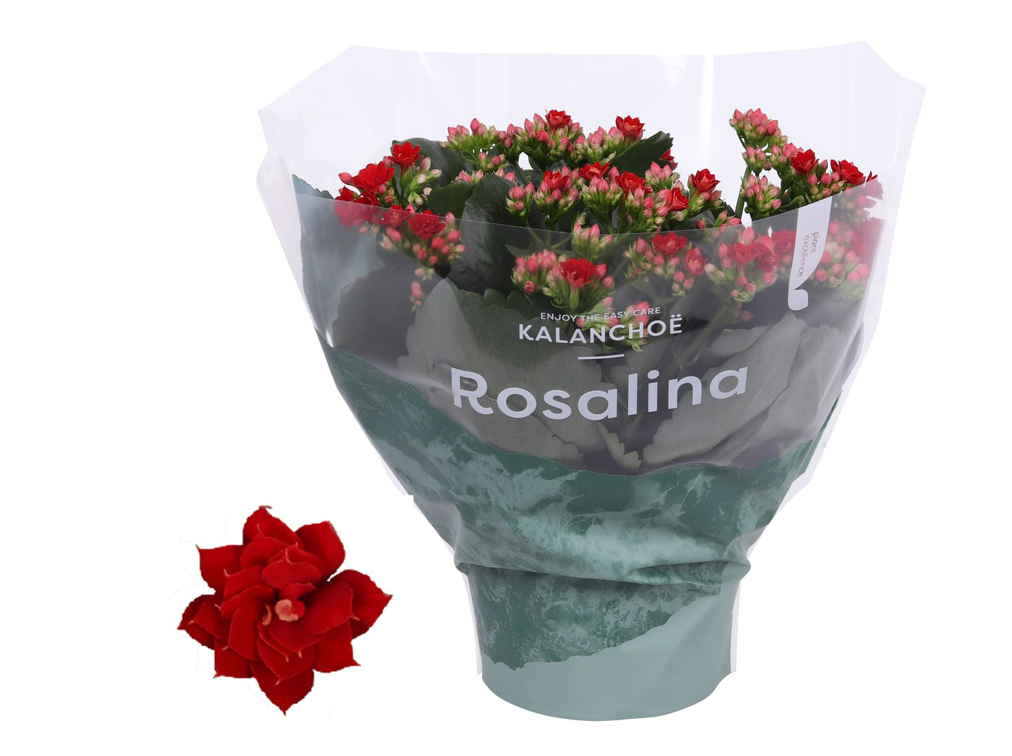 Kalanchoe Roselina Don Justino 27cm 15cm Pot