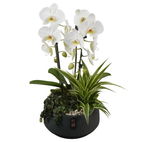 Indoor arrangement 62cm 24cm Pot