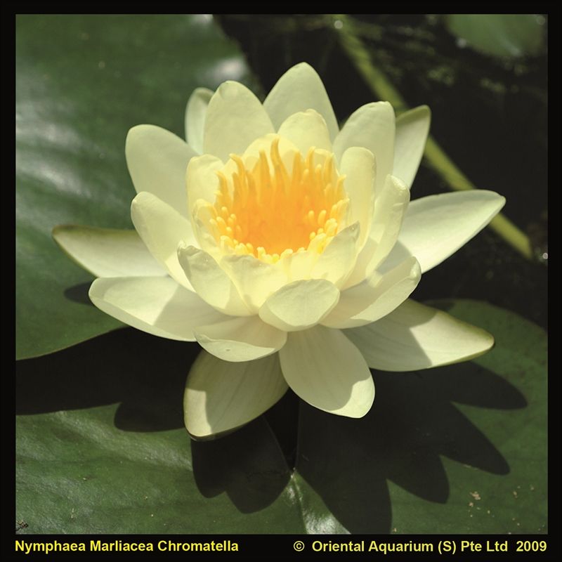 Nymphaea Marliacea Chromatella 30cm 18cm Pot