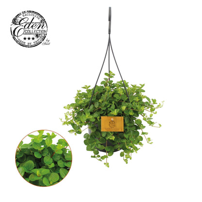Peperomia rotundifolia 25cm 15cm Pot