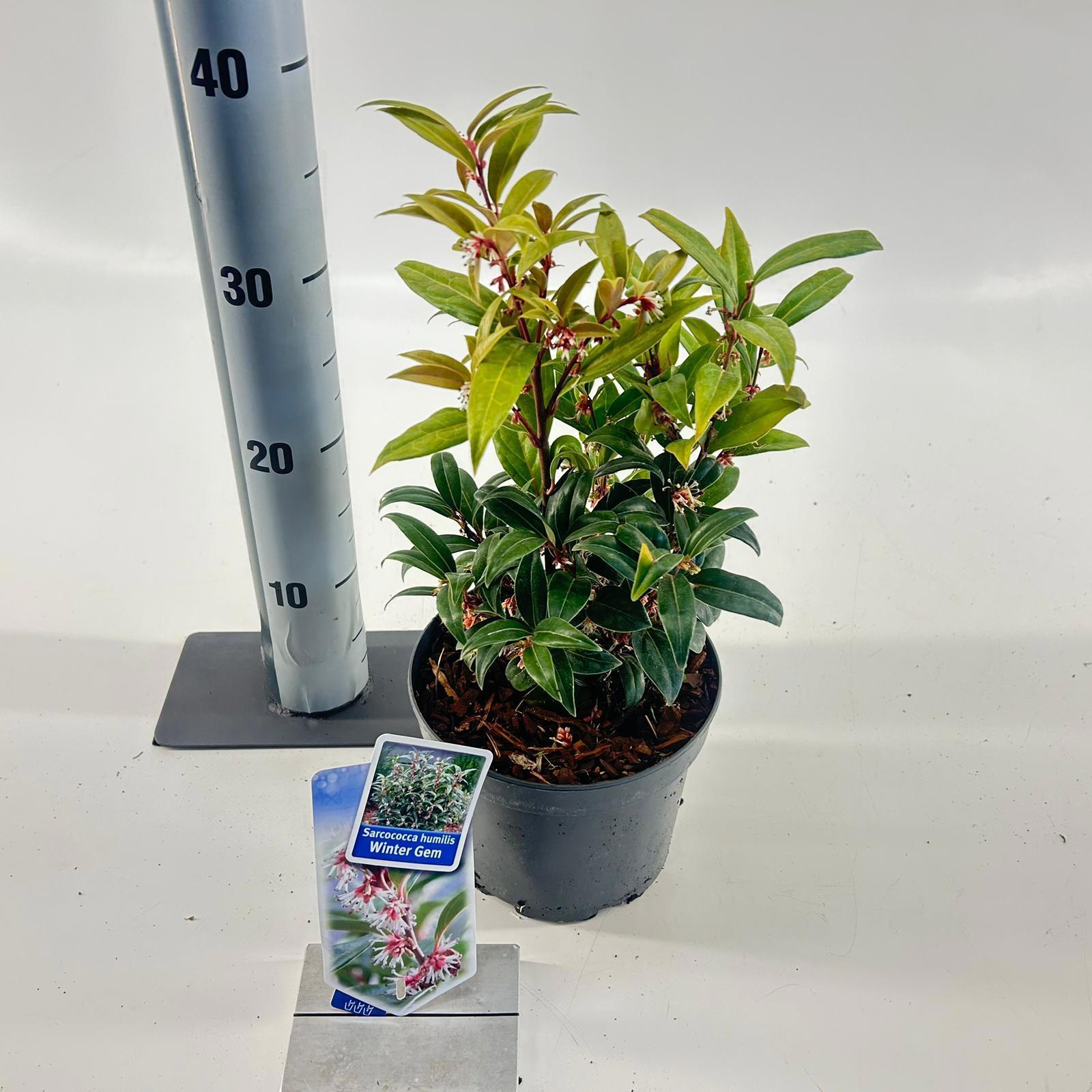 Sarcococca hookeri Winter Gem 35cm 17cm Pot